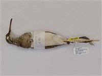 藏品(彩鷸)的圖片